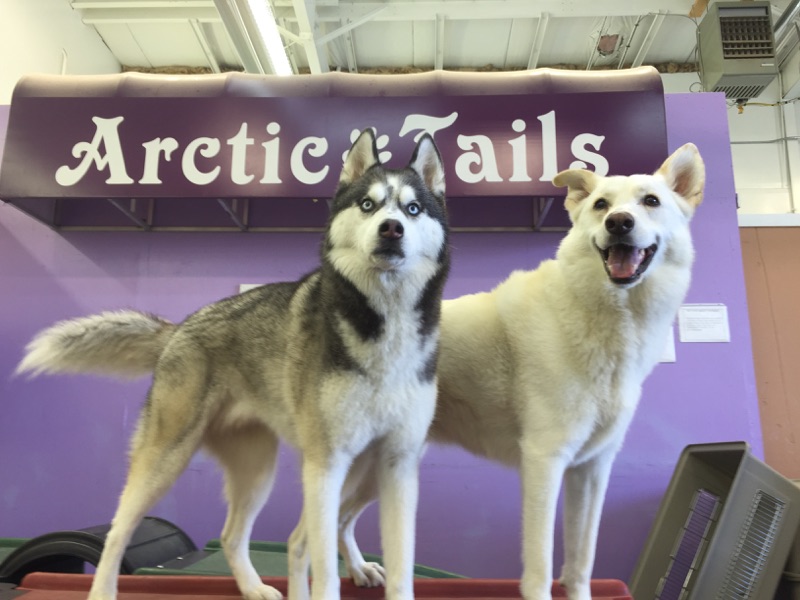 Arctic Tails - We Love Dogs